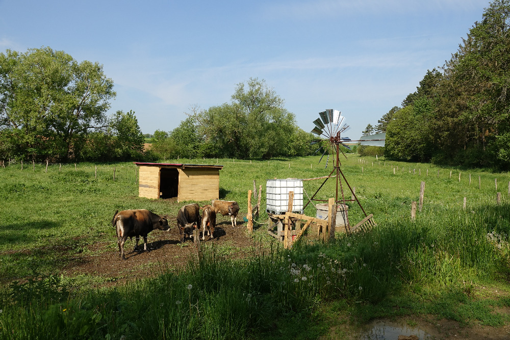 Watering Place For Cattle With A Wind Pump
